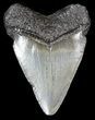 Juvenile Megalodon Tooth - South Carolina #45828-1